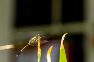 A green dragonfly with black stripes perched on a yellow iris flower bud, blurred green foliage background photo