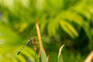 A green dragonfly with black stripes perches on the top of the leaf, the background of the green leaves is blurry photo