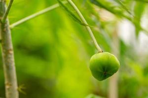 The jatropha plant has bright red flowers, when it becomes a fruit it will turn green, the background of the green leaves is blurry, natural concept photo