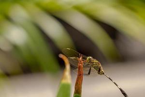 A green dragonfly with black stripes perched on a yellow iris flower bud, blurred green foliage background photo