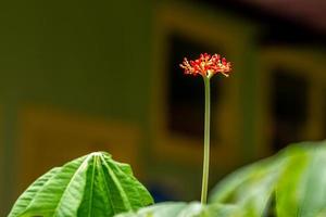 The jatropha plant has bright red flowers, when it becomes a fruit it will turn green, the background of the green leaves is blurry, natural concept photo