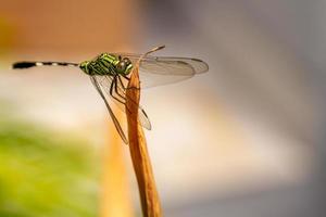 A green dragonfly with black stripes perches on the top of the leaf, the background of the green leaves is blurry photo