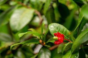 planta de mickey mouse en flor con pétalos rojos brillantes y pistilos verdes, utilizada para embellecer el jardín foto