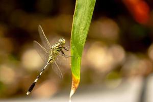 A green dragonfly with black stripes perches on the top of the leaf, the background of the brown leaves is blurry photo