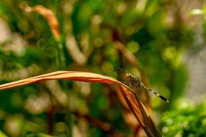 A green dragonfly with black stripes perches on the top of the leaf, the background of the green leaves is blurry photo