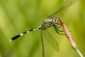 A green dragonfly with black stripes perched on a yellow iris flower bud, blurred green foliage background photo