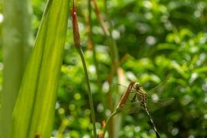 A green dragonfly with black stripes perched on a yellow iris flower bud, blurred green foliage background photo