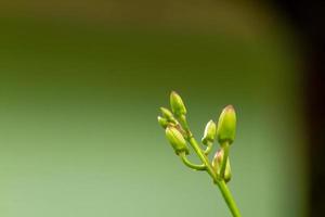 Green orchid flower buds are getting ready to bloom, blurred green foliage background photo