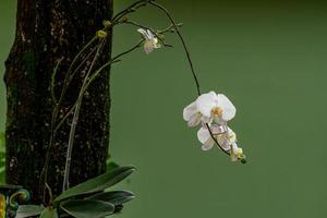 The blooming orchid has a white color, the stem is attached to a fairly large tree trunk, the background of the green leaves is blurry