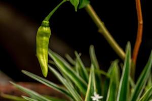 Chili plants that are bearing fruit that have a pale yellow color, green leaves, blurry environmental background photo