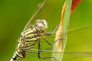 A green dragonfly with black stripes perches on the top of the leaf, the background of the green leaves is blurry photo