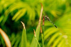 A green dragonfly with black stripes perched on a yellow iris flower bud, blurred green foliage background photo