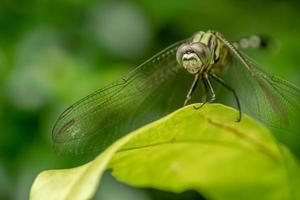 A green dragonfly with black stripes perches on the top of the leaf, the background of the green leaves is blurry photo