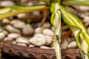 A green dragonfly with black stripes perches on a plant in a pot, the background of a plant in a pot photo