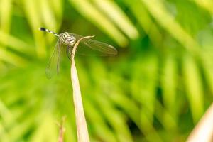 A green dragonfly with black stripes perches on the top of the leaf, the background of the green leaves is blurry photo