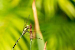 A green dragonfly with black stripes perched on a yellow iris flower bud, blurred green foliage background photo