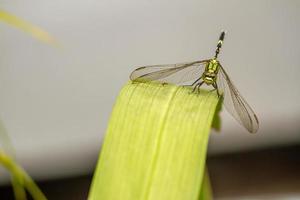 una libélula verde con rayas negras se posa en la parte superior de la hoja, el fondo de las hojas verdes es borroso foto