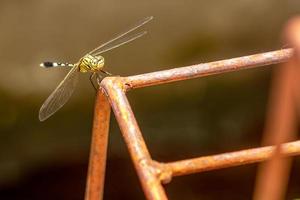 A green dragonfly with black stripes perches on a metal pipe rod, the background of the building is brown which is blurry