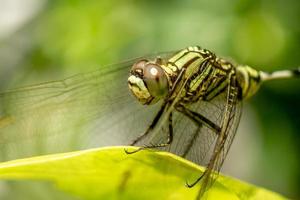 A green dragonfly with black stripes perches on the top of the leaf, the background of the green leaves is blurry photo