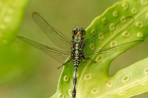 A green dragonfly with black stripes perches on the top of the leaf, the background of the green leaves is blurry photo