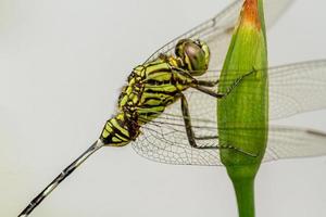 A green dragonfly with black stripes perched on a yellow iris flower bud, blurred green foliage background photo