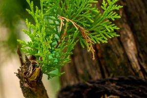 Fir plant shoots grow beside the main stem which is already large, used as a shade plant in gardens or office areas photo