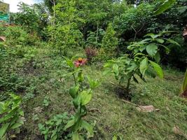 A zinnia flower blooming in the middle of a garden in a rural area, growing wild without care photo