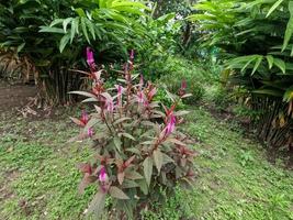 Cockcomb plant that grows wild in the middle of the garden, long purple flowers, with purplish green leaves photo