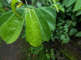 las hojas del árbol frutal de guanábana aún son jóvenes y están mojadas por la lluvia, esta planta prospera en los trópicos foto