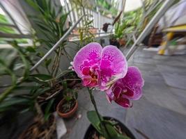 Purple orchids blooming, growing in pots that are placed on the veranda of the house, to decorate the room photo