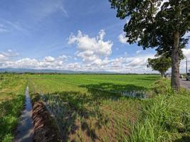 View of rice fields during the day with blue sky and white clouds in the background, sunny day in the countryside photo