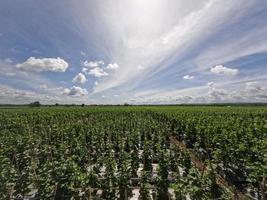 View of cucumber field in sunny day against background of bright blue sky and white clouds, countryside scene photo