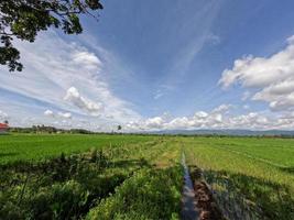 View of rice fields during the day with blue sky and white clouds in the background, sunny day in the countryside photo