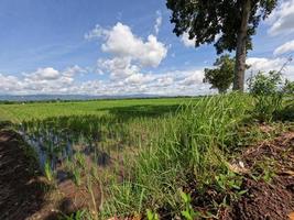 View of rice fields during the day with blue sky and white clouds in the background, sunny day in the countryside photo
