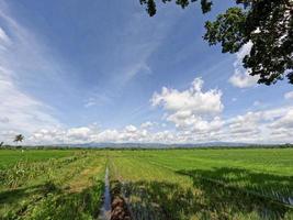 View of rice fields during the day with blue sky and white clouds in the background, sunny day in the countryside photo