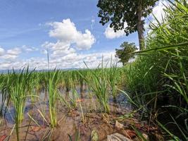 View of rice fields during the day with blue sky and white clouds in the background, sunny day in the countryside photo