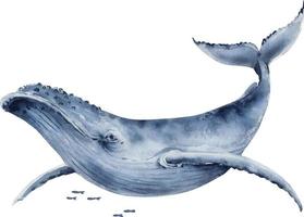 watercolor illustration of a big blue whale. hand painted . vector