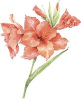 Branch of orange lily flowers, watercolor illustration. vector