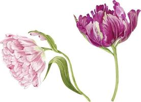 Set of watercolor pink and red tulip flowers. vector