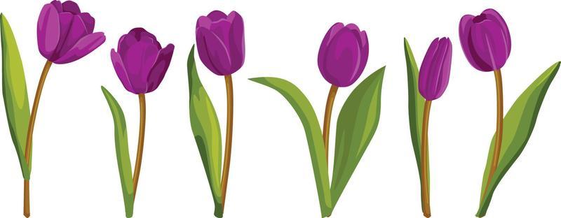Purple Tulip Vector Art, Icons, and Graphics for Free Download