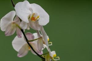 The blooming orchid has a white color, the stem is attached to a fairly large tree trunk, the background of the green leaves is blurry photo