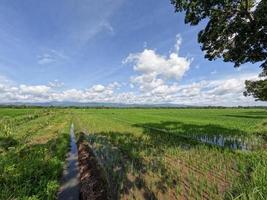 View of rice fields during the day with blue sky and white clouds in the background, sunny day in the countryside photo