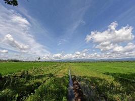 View of rice fields during the day with blue sky and white clouds in the background, sunny day in the countryside photo