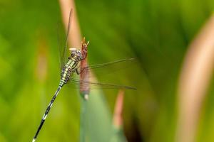 A green dragonfly with black stripes perches on the top of the leaf, the background of the green leaves is blurry photo