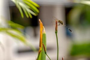 A green dragonfly with black stripes perched on a yellow iris flower bud, blurred green foliage background photo