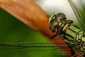 A green dragonfly with black stripes perches on the top of the leaf, the background of the green leaves is blurry photo