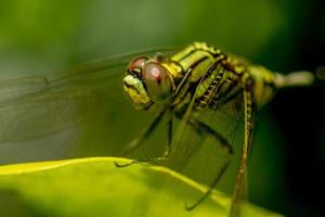 A green dragonfly with black stripes perches on the top of the leaf, the background of the green leaves is blurry photo