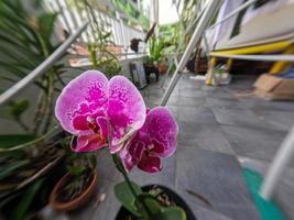 Purple orchids blooming, growing in pots that are placed on the veranda of the house, to decorate the room photo