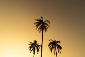 coconut palm tree with beautiful sky photo