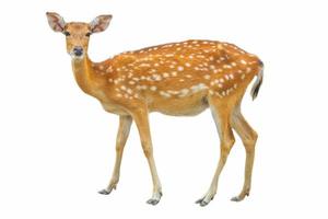 Sika Deer in front of white background, isolated. The deer has turned a head and looks in a camera. - Image photo